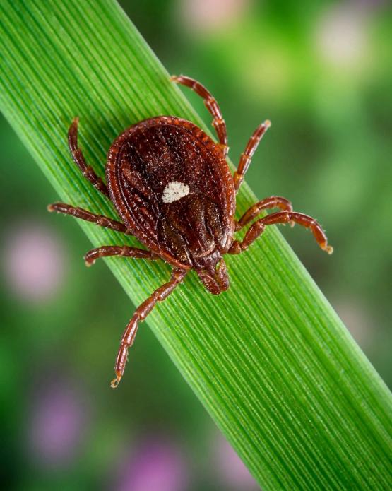Lone star tick on a blade of grass in a Texas yard