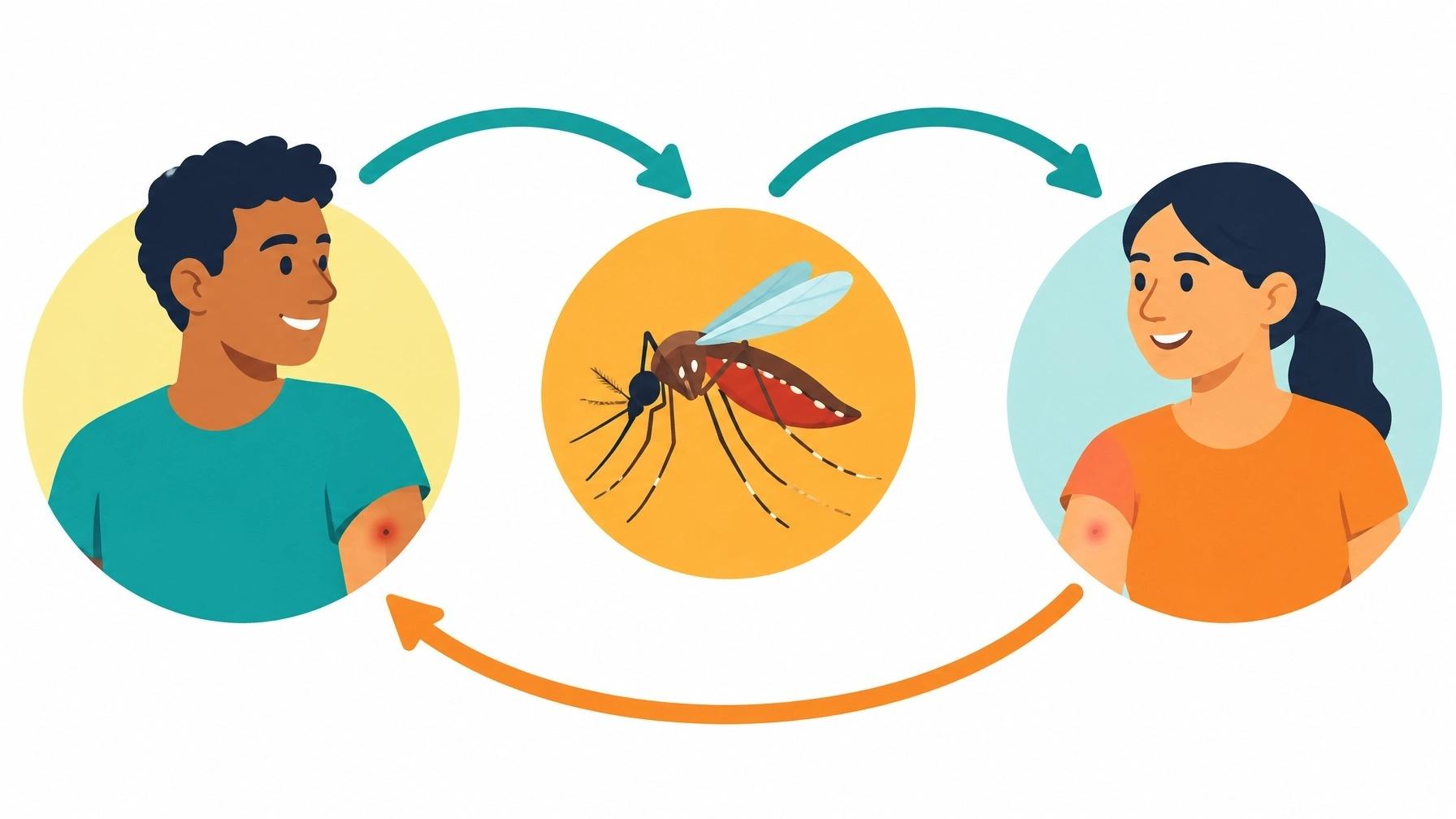 Infographic showing dengue transmission from person to mosquito to person