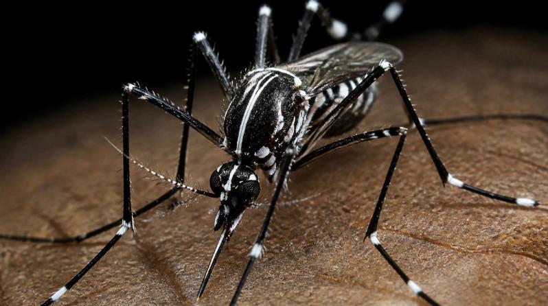Close-up of an Asian Tiger mosquito showing bold white stripes on its back and legs