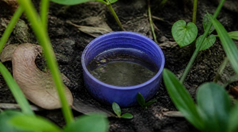 Purple bottle cap holding stagnant water in damp soil — a tiny Asian Tiger mosquito breeding site